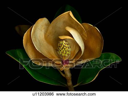 Stock Photograph - Magnolia flower cross section studio shot. Fotosearch