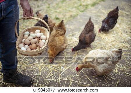 Man picking hens eggs in organic vegetable garden View Large Photo Image Stock Photo - Man picking hens eggs in organic vegetable garden. Fotosearch