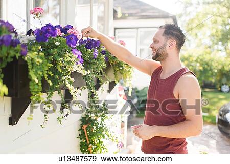 Man tending to flowers in garden View Large Photo Image Stock Photo - Man tending to flowers in garden. Fotosearch