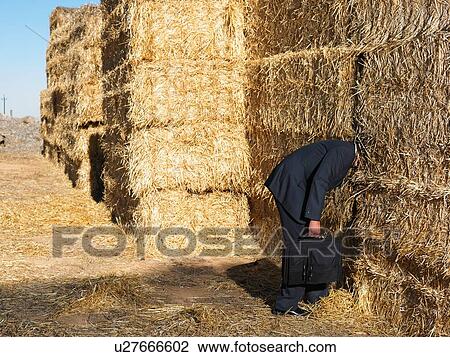 Man with his head stuck in haystack View Large Photo Image Stock Image - Man with his head stuck in haystack. Fotosearch