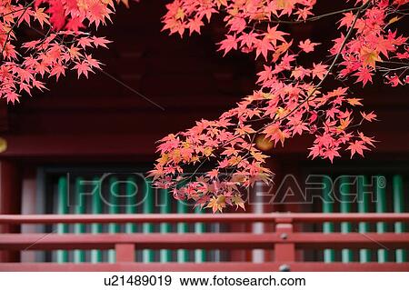 Stock Photo - Maple tree in Japan. Fotosearch