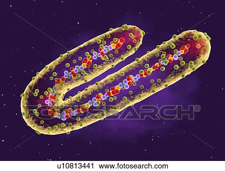 Stock Image - Marburg virus, cut-away illustration. Fotosearch