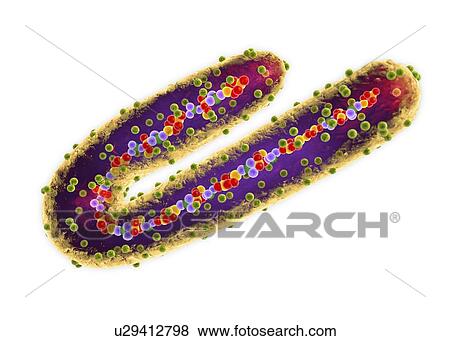 Marburg virus, cut-away illustration View Large Photo Image Stock Photo - Marburg virus, cut-away illustration. Fotosearch