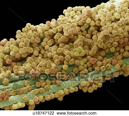 Stock Image - Marigold pollen, SEM. Fotosearch