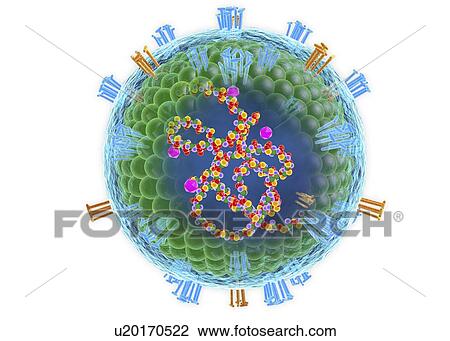 Stock Image - Measles virus, cut-away illustration. Fotosearch