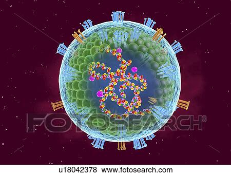 Measles virus, cut-away illustration View Large Photo Image Stock Photo - Measles virus, cut-away illustration. Fotosearch