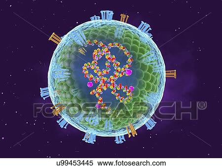 Stock Photography - Measles virus, cut-away illustration. Fotosearch