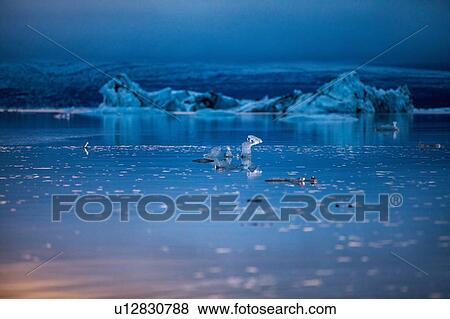 Melting ice floating, Jokulsarlon Lagoon, Iceland View Large Photo Image Stock Photo - Melting ice floating, Jokulsarlon Lagoon, Iceland. Fotosearch