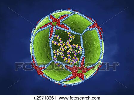 Mengo encephalomyocarditis virus, illustration View Large Photo Image Stock Image - Mengo encephalomyocarditis virus, illustration. Fotosearch