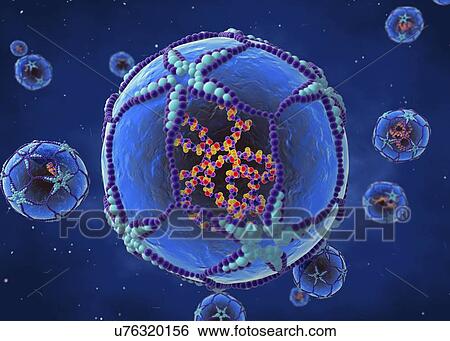 Stock Photograph - Mengo encephalomyocarditis virus, illustration. Fotosearch