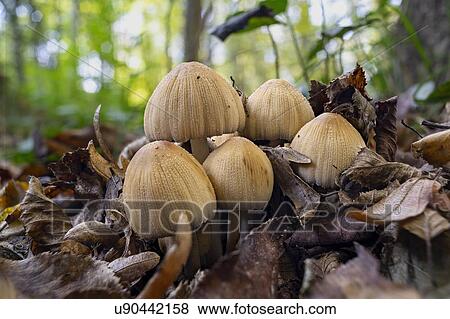 Stock Photo - Mica cap mushroom. Fotosearch