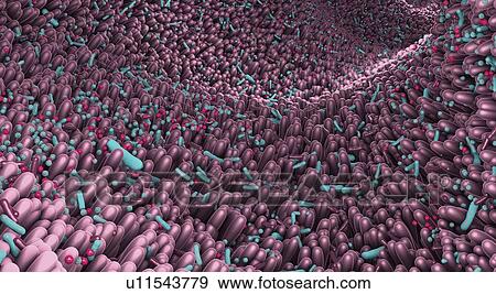 Microbiota of the human intestine, illustration View Large Photo Image Stock Photo - Microbiota of the human intestine, illustration. Fotosearch