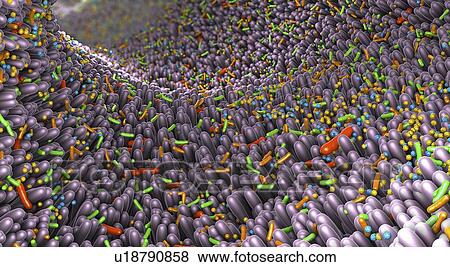 Microbiota of the human intestine, illustration View Large Photo Image Stock Photo - Microbiota of the human intestine, illustration. Fotosearch