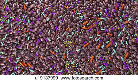 Microbiota of the human intestine, illustration View Large Photo Image Stock Photo - Microbiota of the human intestine, illustration. Fotosearch