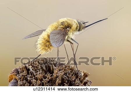 Minor beefly View Large Photo Image Picture - Minor beefly. Fotosearch