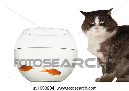 Picture - Mischeavous cat looking at goldfish bowl. Fotosearch
