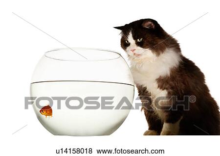 Mischeavous cat looking at goldfish bowl View Large Photo Image Stock Photo - Mischeavous cat looking at goldfish bowl. Fotosearch