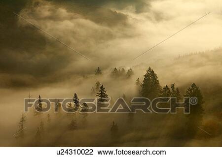 Stock Image - Morning mist and trees in autumn, Saar Valley, Mettlach, Saarland, Germany. Fotosearch