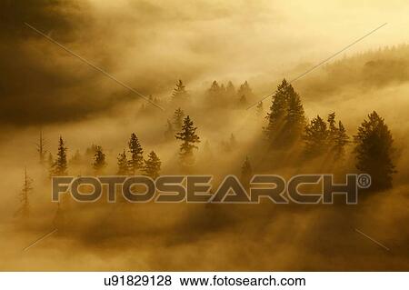 Stock Photo - Morning mist and trees in autumn, Saar Valley, Mettlach, Saarland, Germany. Fotosearch