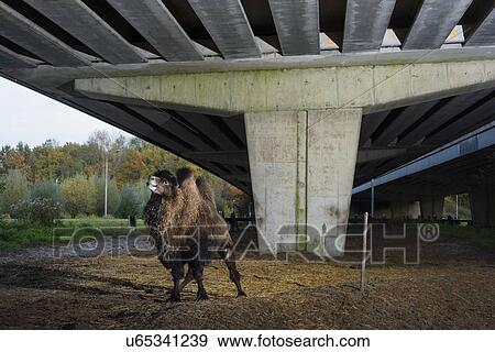 Stock Photo - Motorway A6 constructed over farm breeding camels, Naarden, Noord-Holland, Netherlands. Fotosearch