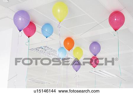 Multi coloured helium balloons on the ceiling View Large Photo Image Picture - Multi coloured helium balloons on the ceiling. Fotosearch