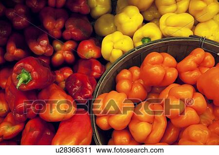 Multicolored bell peppers on display in market View Large Photo Image Stock Image - Multicolored bell peppers on display in market. Fotosearch