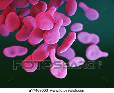 Stock Image - Mycoplasma genitalium bacteria, illustration. Fotosearch