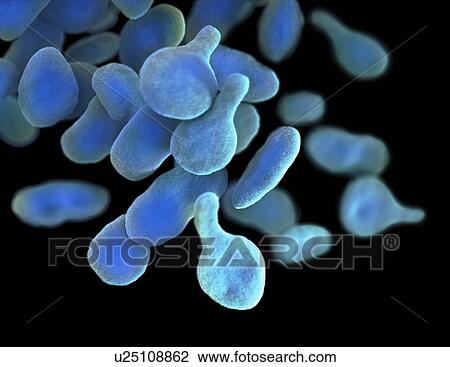 Mycoplasma genitalium bacteria, illustration View Large Photo Image Stock Image - Mycoplasma genitalium bacteria, illustration. Fotosearch