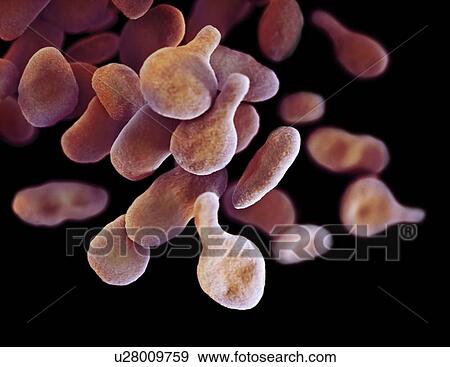 Stock Photo - Mycoplasma genitalium bacteria, illustration. Fotosearch