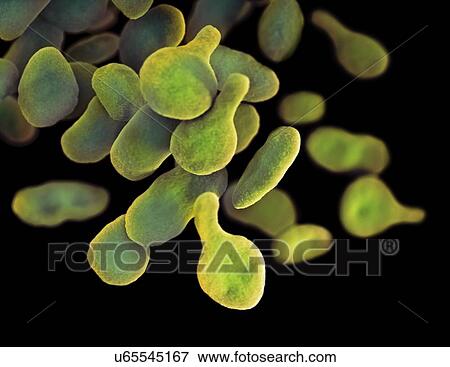Mycoplasma genitalium bacteria, illustration View Large Photo Image Stock Photo - Mycoplasma genitalium bacteria, illustration. Fotosearch