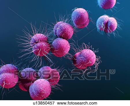 Neisseria gonorrhoeae bacteria, illustration View Large Photo Image Stock Photo - Neisseria gonorrhoeae bacteria, illustration. Fotosearch