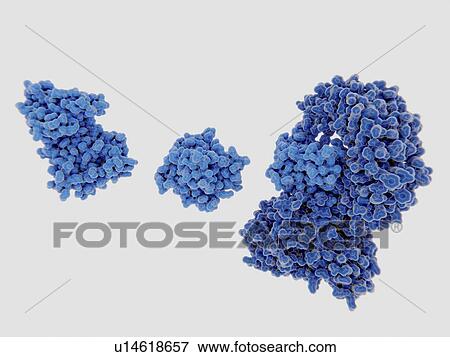 Stock Photo - NEK7 kinase binding to NRLP3 inflammasome, molecular model. Fotosearch