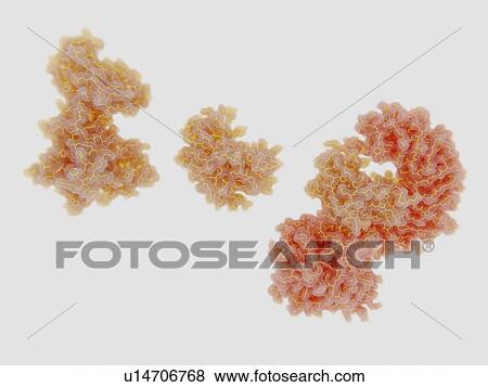 Stock Photo - NEK7 kinase binding to NRLP3 inflammasome, molecular model. Fotosearch