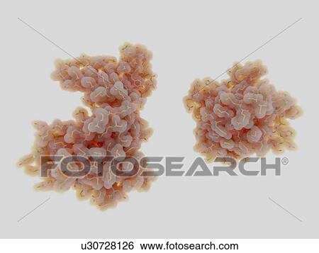 Stock Photograph - NEK7 kinase in inactive and active forms, molecular model. Fotosearch