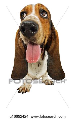 Panting Basset Hound View Large Photo Image Picture - Panting Basset Hound. Fotosearch