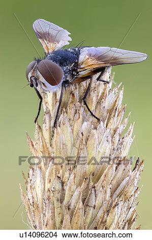 Picture - Parasitic tachinid fly. Fotosearch