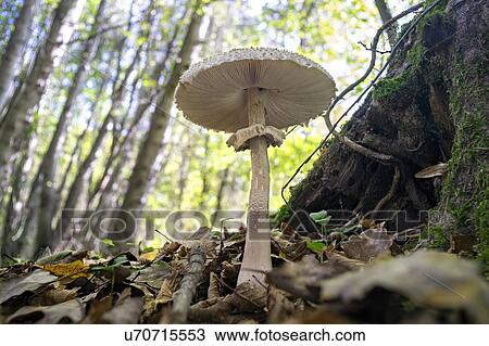 Parasol mushroom View Large Photo Image Stock Image - Parasol mushroom. Fotosearch