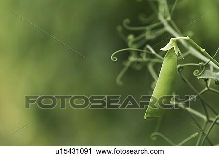 Pea crop View Large Photo Image Stock Image - Pea crop. Fotosearch