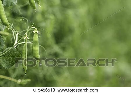 Stock Image - Pea crop. Fotosearch