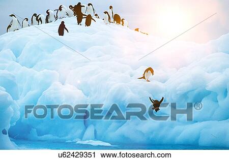 Stock Image - Penguins diving off glacier into sea. Fotosearch