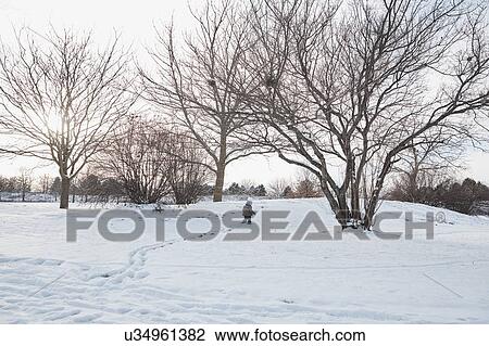 Stock Image - Person walking in snow, Champaign, Illinois, USA. Fotosearch