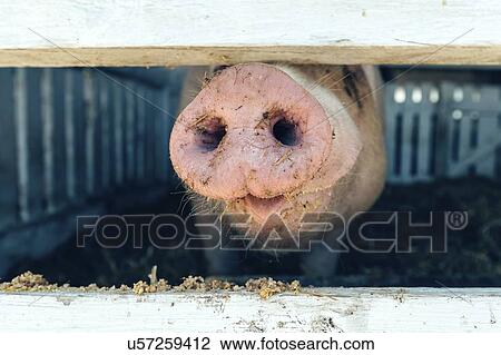 Stock Image - Pig's snout. Fotosearch