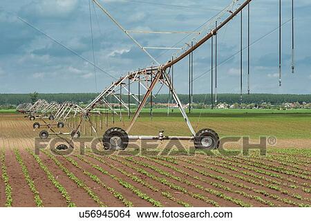 Picture - Pivot irrigation system in soybean and corn field. Fotosearch