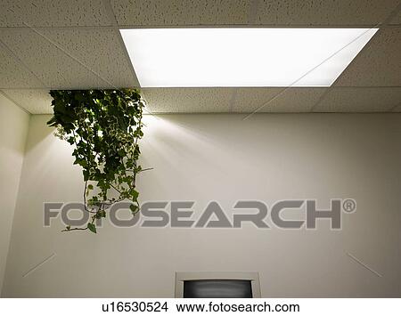 Picture - Plant Hanging from Ceiling in Abandoned Office. Fotosearch