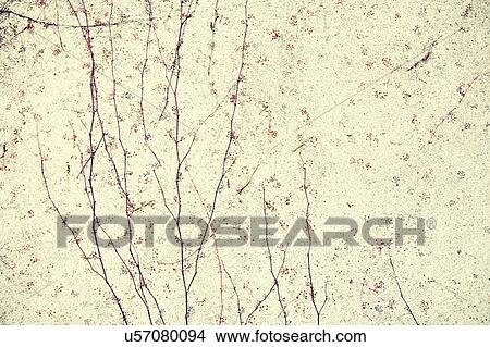 Picture - Plants growing on stone wall background. Fotosearch