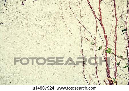 Plants growing up wall background View Large Photo Image Picture - Plants growing up wall background. Fotosearch
