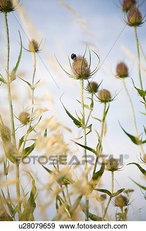Plants in field View Large Photo Image Stock Photo - Plants in field. Fotosearch