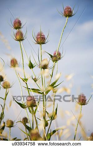 Plants in field View Large Photo Image Stock Photo - Plants in field. Fotosearch