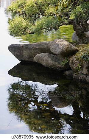 Pond in Japan with Banzai tree View Large Photo Image Stock Photography - Pond in Japan with Banzai tree. Fotosearch