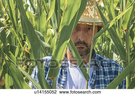 Stock Image - Portrait of corn farmer in field. Fotosearch